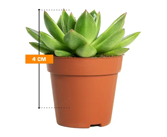 Echeveria agavoides miranda 4 cm