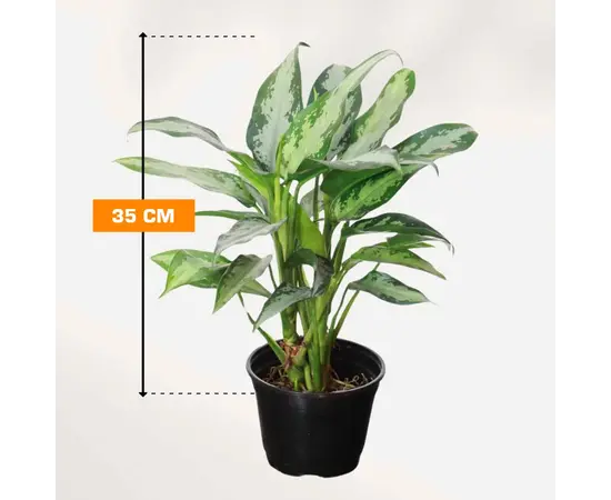 აგლაონემა Aglaonema Jubilee Petite 35 სმ