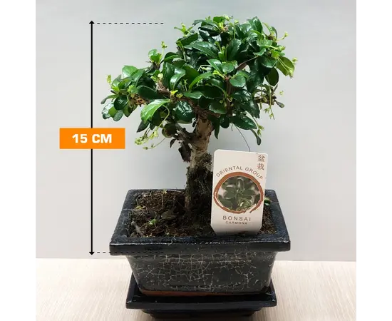 ბონსაი Bonsai Carmona 15 სმ