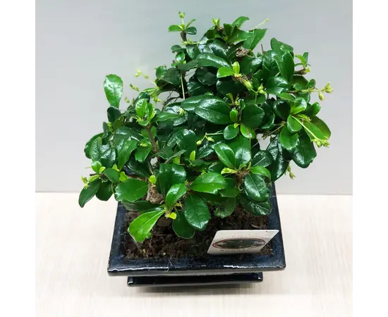 ბონსაი Bonsai Carmona 15 სმ