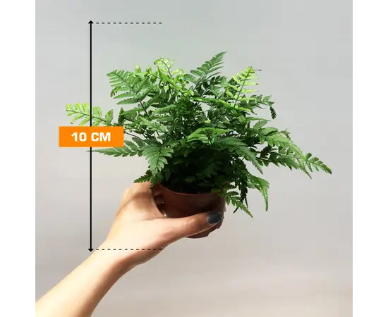 Атириум Athyrium spicatum 508/20