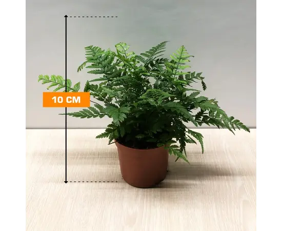 Атириум Athyrium spicatum 508/20