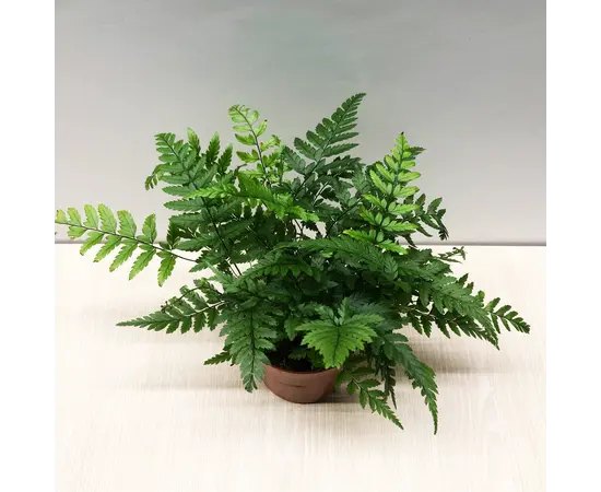 Атириум Athyrium spicatum 508/20