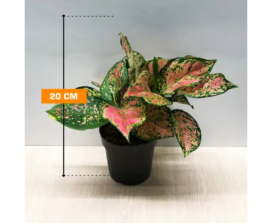 აგლაონემა Aglaonema Crimson Love 20 სმ