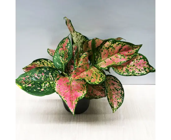 აგლაონემა Aglaonema Crimson Love 20 სმ