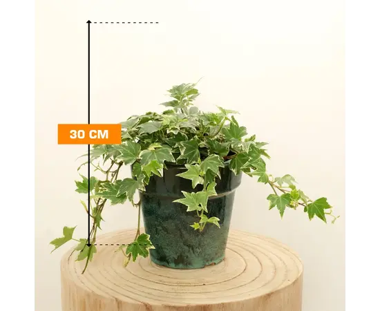 Hedera helix Kolibri 30 cm Hedera helix Kolibri 30 cm