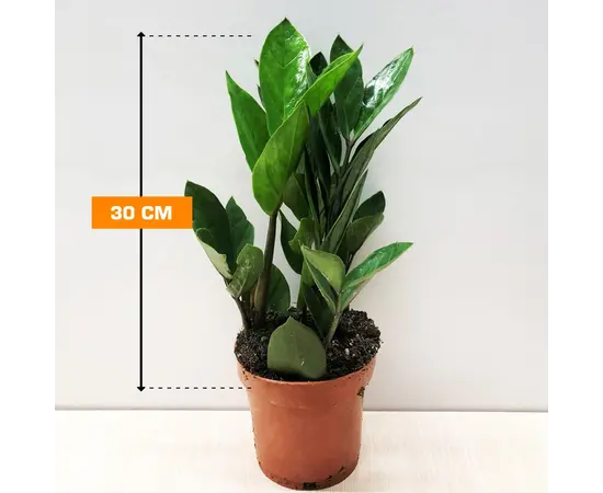 ზამიოკულკასი Zamioculcas zamiifolia 30 სმ