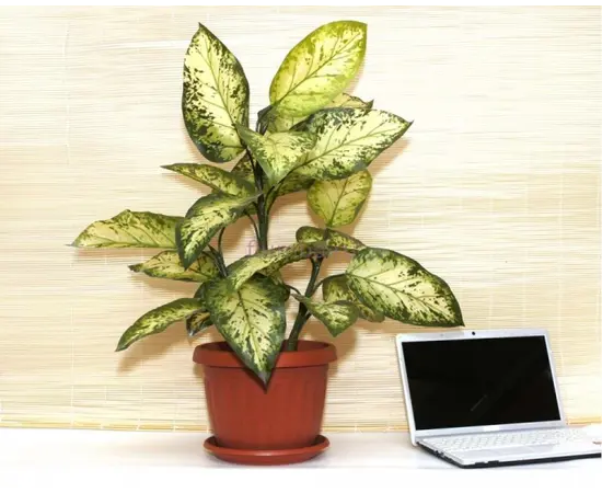 Flower Pot with a stand TERRA 36x27 (terracotta)