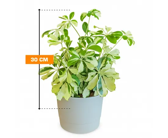 შეფლერა Schefflera Charlotte busch 30 სმ შეფლერა Schefflera Charlotte busch 30 სმ