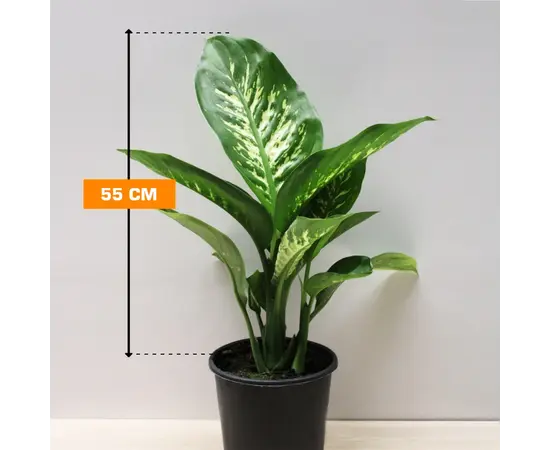 Диффенбахия Dieffenbachia Tropic Snow purify 55 см