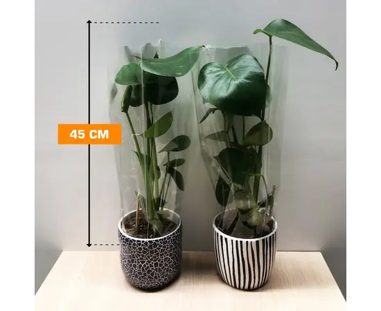 მონსტერა Monstera deliciosa in Delft Blue keramiek 45 სმ