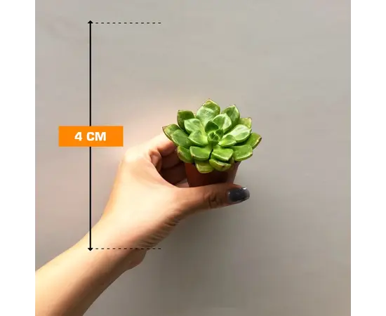 Echeveria Perle von Nurnberg magic 505/8