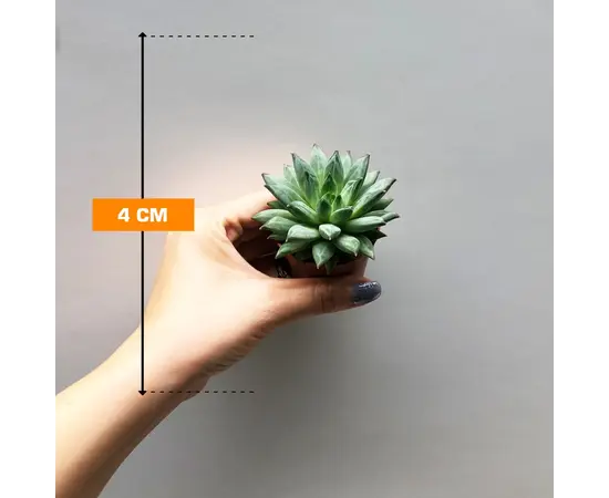 Echeveria x hookeri 505/8