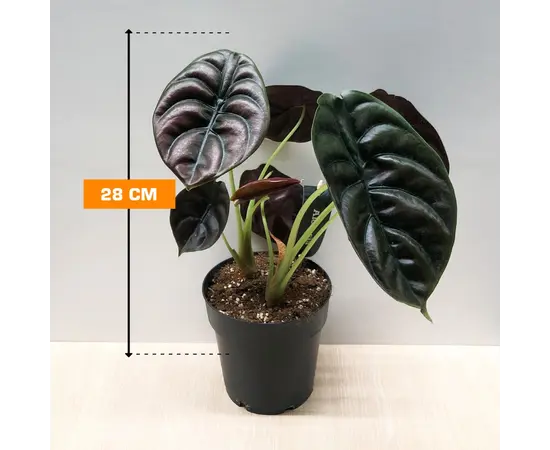ალოკაზია Alocasia cuprea Red Secret 28 სმ