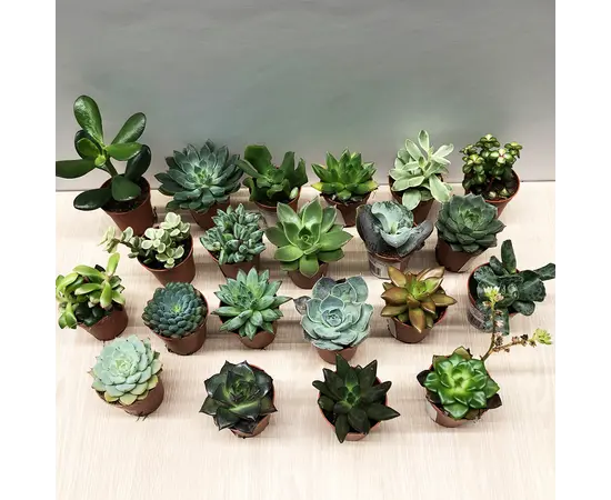 Succulenten several mix 505/8