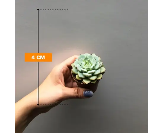 Succulenten several mix 505/8