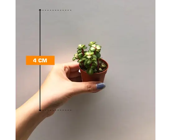 Succulenten several mix 505/8