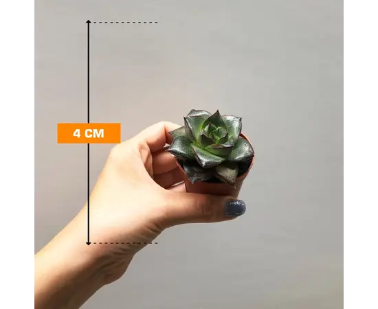 Succulenten several mix 505/8