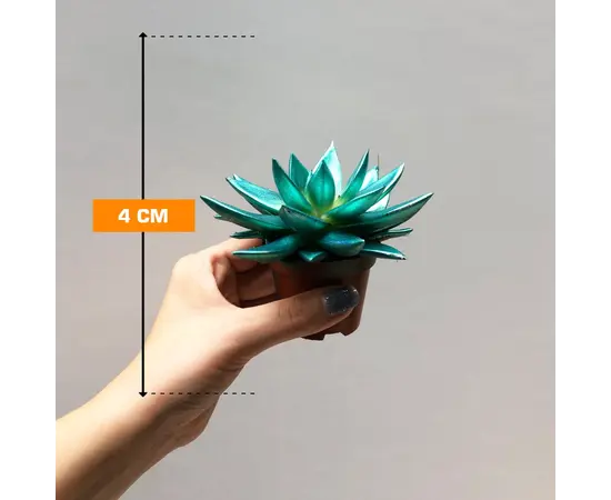 Echeveria agavoides Miranda Rainbow kerstmix