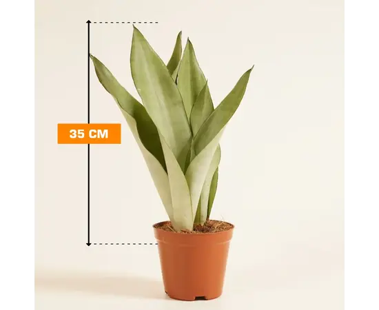 სანსევიერია Sansevieria Moonshine 35 სმ