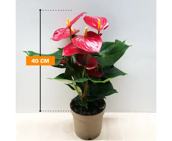 Антуриум Andreanum Grp mixed 40 см