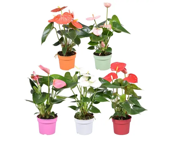 Антуриум Andreanum Grp mixed 40 см