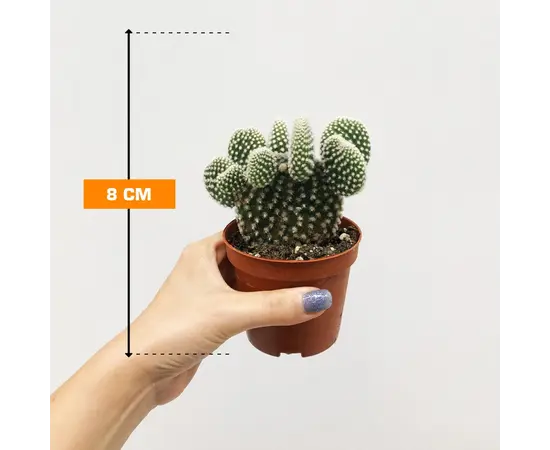 Opuntia microdasys 8 cm