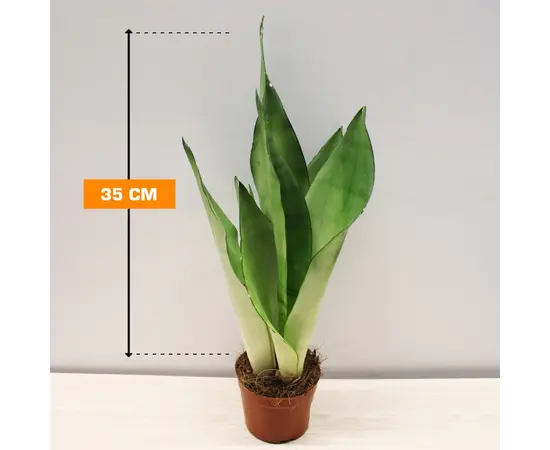სანსევიერია Sansevieria Moonshine 35 სმ