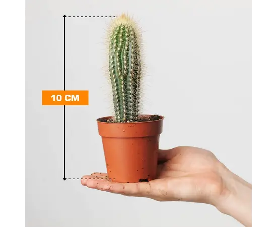 Pilocereus chrysostele 10 cm