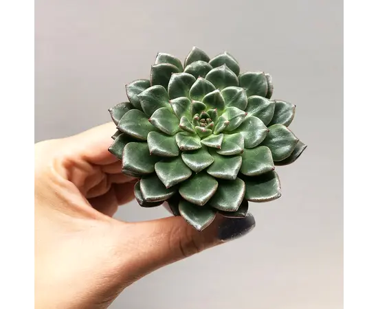 Succulenten several Graptopetalum Vega 505/8
