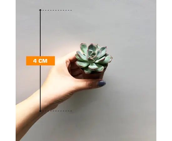 Echeveria gibbiflora mystery 505/8