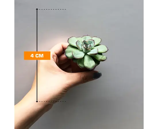 Echeveria Pollux 505/8