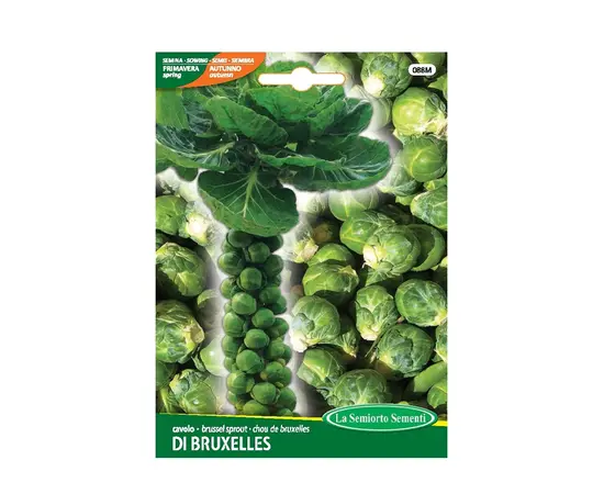 ბრუსელის კომბოსტოს თესლი ბრუსელის კომბოსტოს თესლი