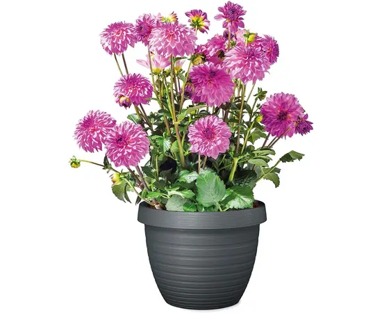 Горшок пластиковый уличный Scheurich Metallic grey Горшок пластиковый уличный Scheurich Metallic grey