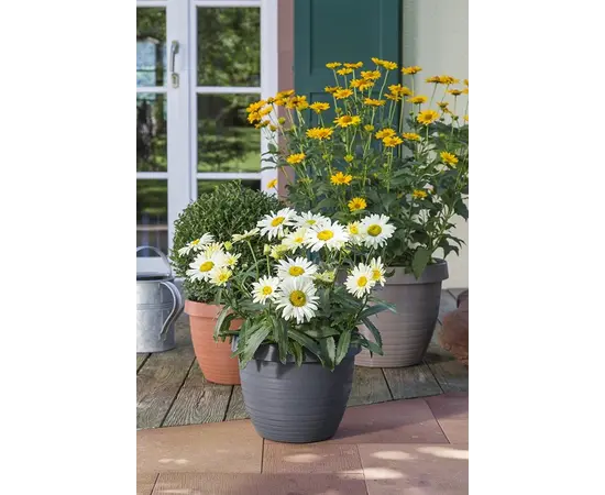 Горшок пластиковый уличный Scheurich Metallic grey Горшок пластиковый уличный Scheurich Metallic grey