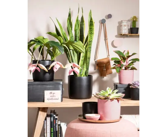 ქოთანი ყვავილის კერამიკული Scheurich 900/15 Ebano 15x13.6 სმ ქოთანი ყვავილის კერამიკული Scheurich 900/15 Ebano 15x13.6 სმ