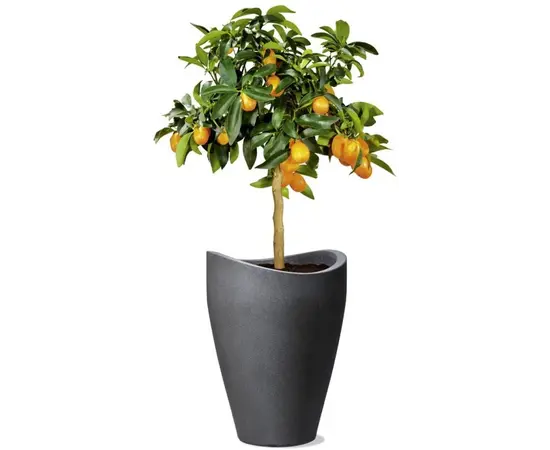 Горшок цветочный пластиковый Scheurich SCHWARZ GRANIT 54/254 HOCHGEFAESS Горшок цветочный пластиковый Scheurich SCHWARZ GRANIT 54/254 HOCHGEFAESS