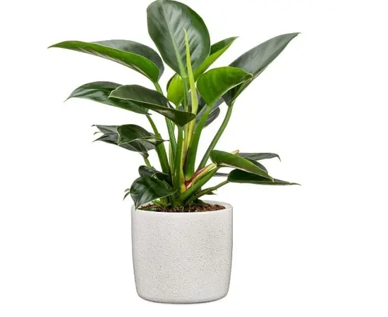 ქოთანი ყვავილის კერამიკული Scheurich 900/18 Perla 18x16.2 სმ ქოთანი ყვავილის კერამიკული Scheurich 900/18 Perla 18x16.2 სმ