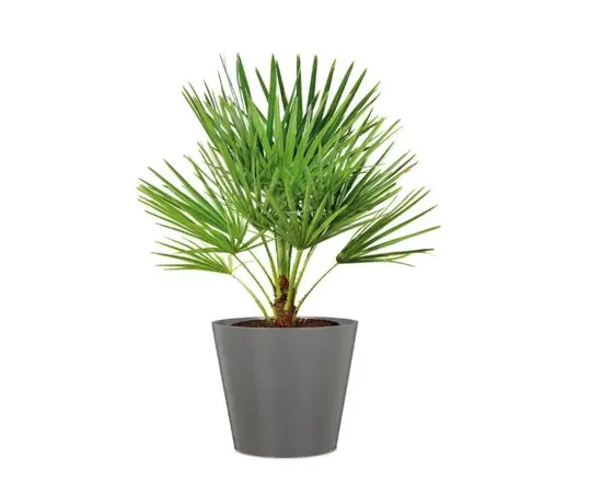 ქოთანი ყვავილის კერამიკული Scheurich 226/30 Purista Nero 10 ლ ქოთანი ყვავილის კერამიკული Scheurich 226/30 Purista Nero 10 ლ