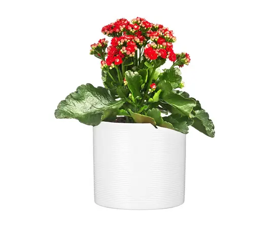 ქოთანი კერამიკული Scheurich 828/14 PANNA ქოთანი კერამიკული Scheurich 828/14 PANNA