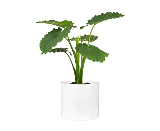 ქოთანი კერამიკული Scheurich 828/14 PANNA ქოთანი კერამიკული Scheurich 828/14 PANNA