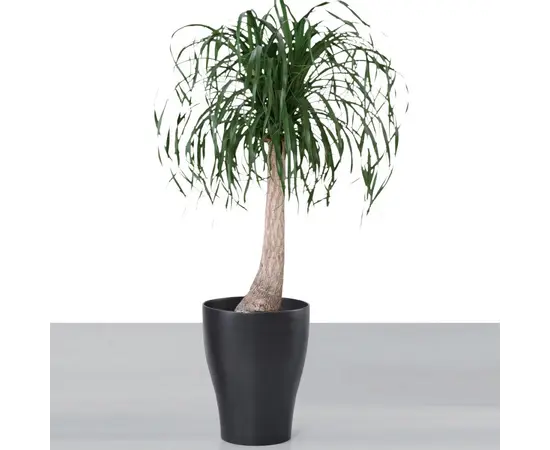 ქოთანი კერამიკული ყვავილის Scheurich 608/40 PLANTER ANTHRAZIT ქოთანი კერამიკული ყვავილის Scheurich 608/40 PLANTER ANTHRAZIT