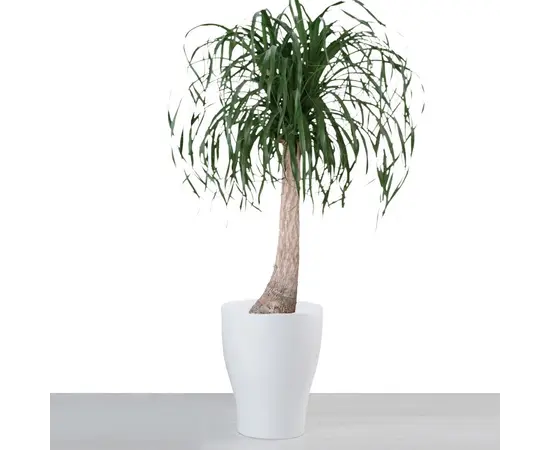 ქოთანი კერამიკული ყვავილის Scheurich 608/40 PLANTER PANNA ქოთანი კერამიკული ყვავილის Scheurich 608/40 PLANTER PANNA