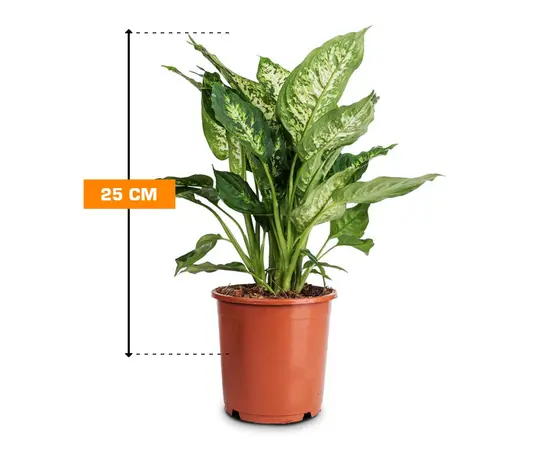 Dieffenbachia mixed Purify Camilla/Compacta 25 cm Dieffenbachia mixed Purify Camilla/Compacta 25 cm