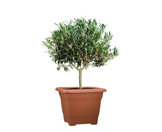 Горшок пластиковый Scheurich TERRACOTTA 40/326 PFLANZGEFAESS Горшок пластиковый Scheurich TERRACOTTA 40/326 PFLANZGEFAESS