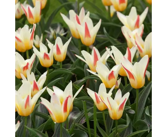 Bulb BUD HBM Tulipa Johann Strauss 10/11 2 pc