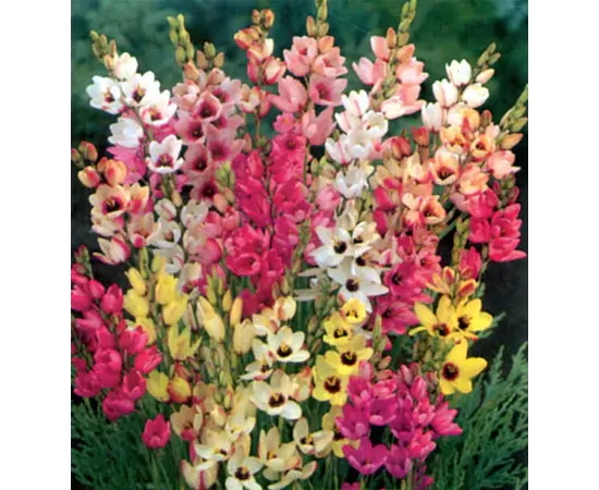 Луковица HBM BES Иксиа Микс 5/7 8 шт Луковица HBM BES Иксиа Микс 5/7 8 шт