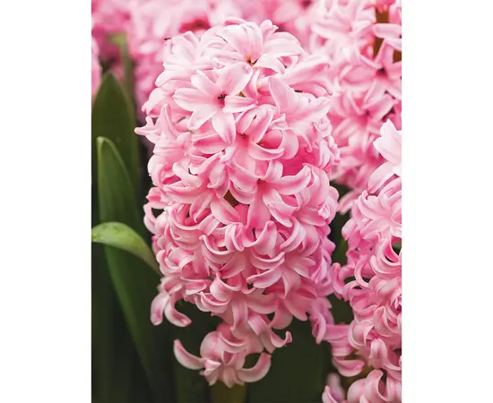 ბოლქვოვანი HBM BES Hyacinthus City of Haarlem (x3) ბოლქვოვანი HBM BES Hyacinthus City of Haarlem (x3)