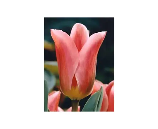 ბოლქვოვანი HBM BES Tulipa Albert Heyn (x5) ბოლქვოვანი HBM BES Tulipa Albert Heyn (x5)