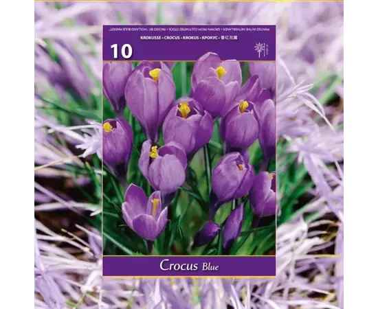 ბოლქვოვანი HBM BES Crocus Large Blue (x10) ბოლქვოვანი HBM BES Crocus Large Blue (x10)